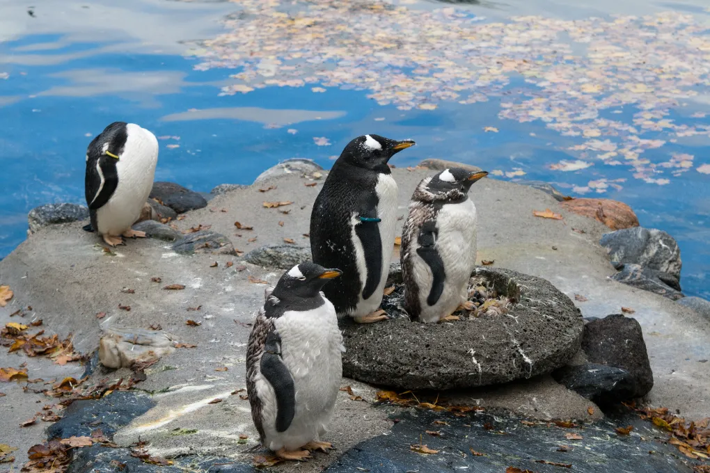 Pingviner i Bergen